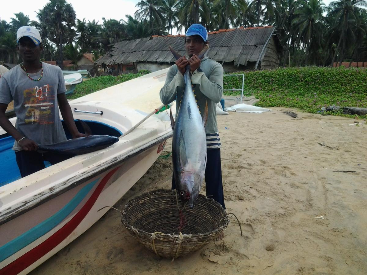 Dolphinchilling Hotel Alankuda Bagian luar foto